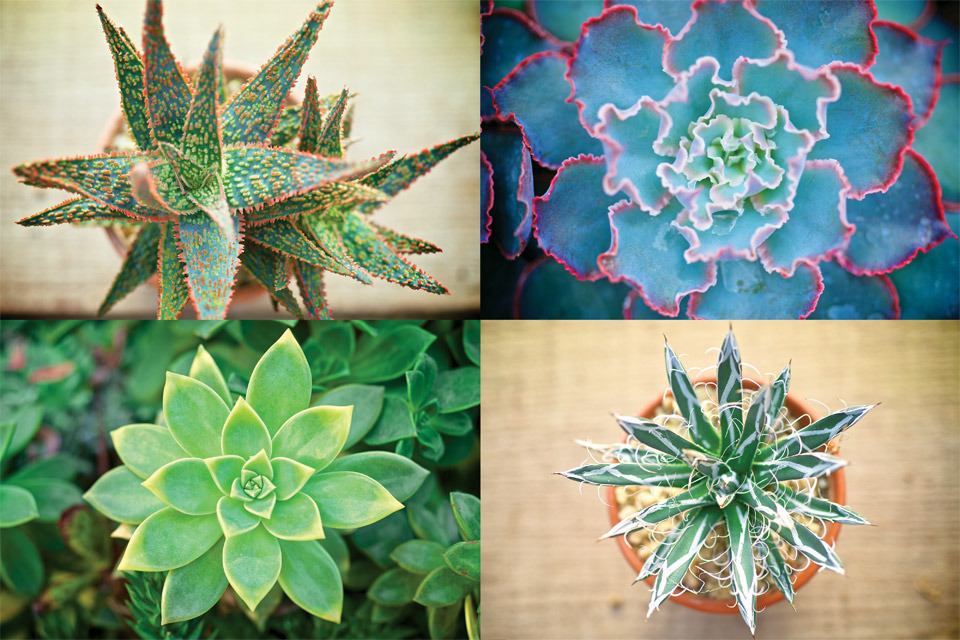 Bill Hendricks cactus varieties (photo by Jason Miller)