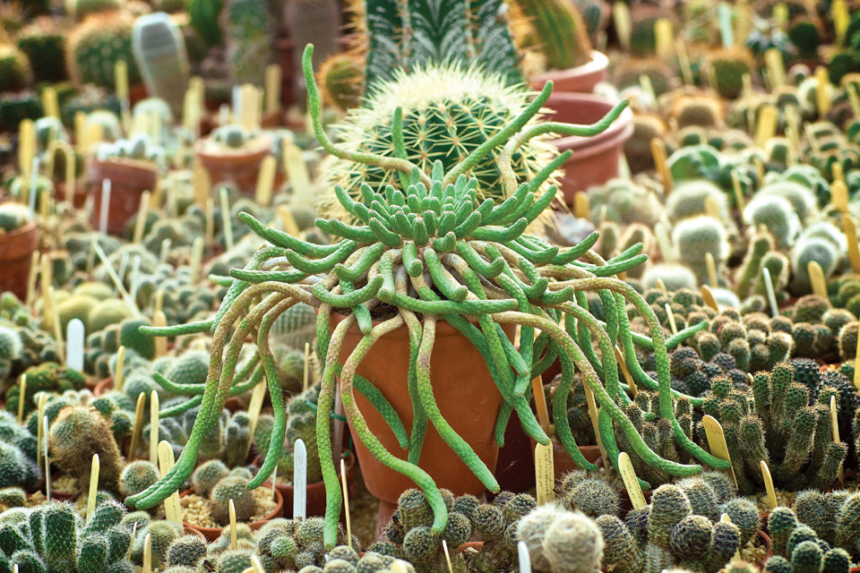 Bill Hendricks cactus in greenhouse