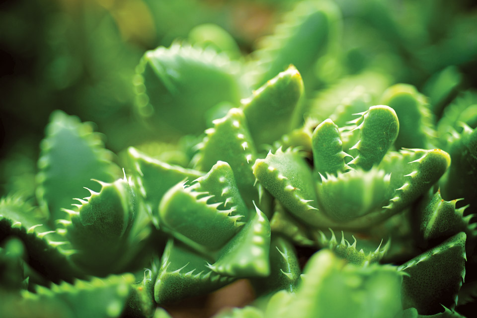 Detail of cactus in Bill Hendricks greenhouse (photo by Jason Miller)