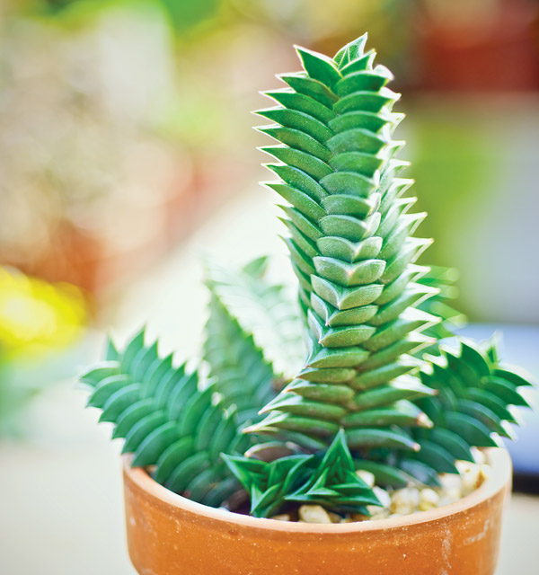 Bill Hendricks spiral cactus