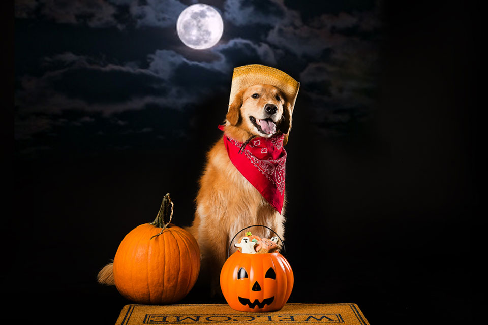dog-treats_puppy dog-treats_puppy