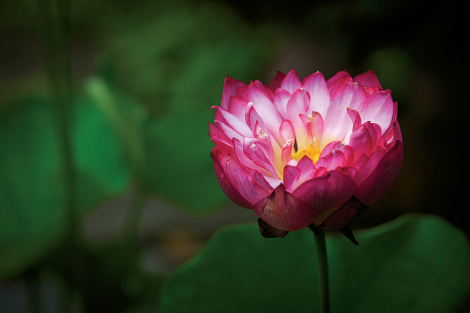 havill-garden-flower-detail