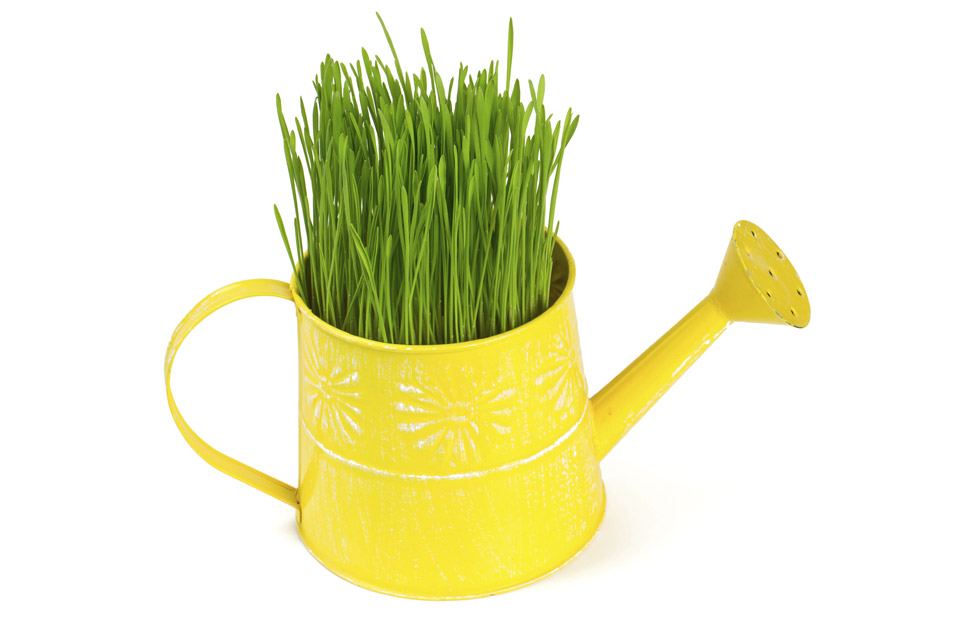 Whimsical Planting Water Can Whimsical Planting Water Can