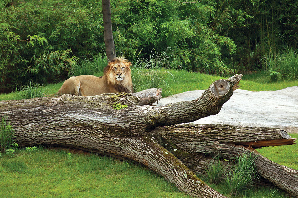 Cincinnati Zoo Lion (photo by Connie Lemperle) Cincinnati Zoo Lion (photo by Connie Lemperle)