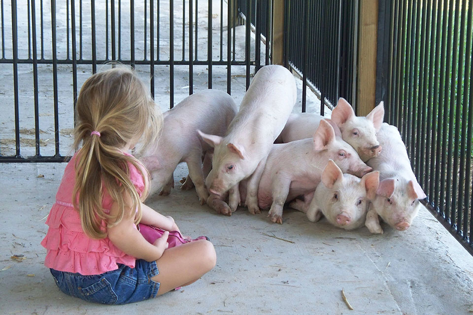 Niederman Farm (photo by Jacob Neiderman)