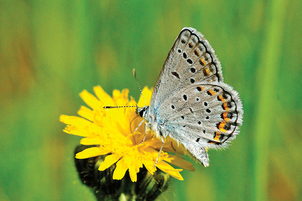 Karner Blue (photo by Joel Trick/USFWS)