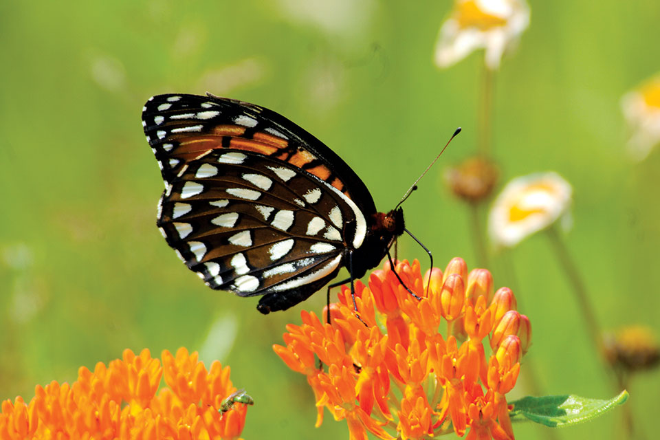 Regal Fritillary (photo by Tom Cherry/Pennsylvania National Guard)