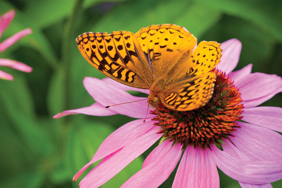 Silver Bordered Fritillary (photo by Mark Giuluicci)