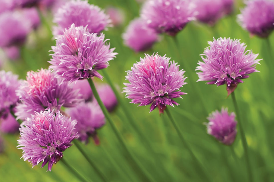 Dwarf or Windowsill Chives (photo by Thinkstock)