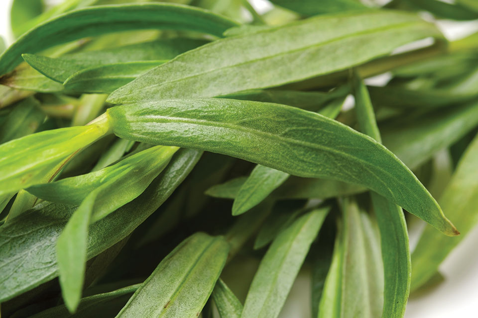 Tarragon Plant (photo by Thinkstock) Tarragon Plant (photo by Thinkstock)