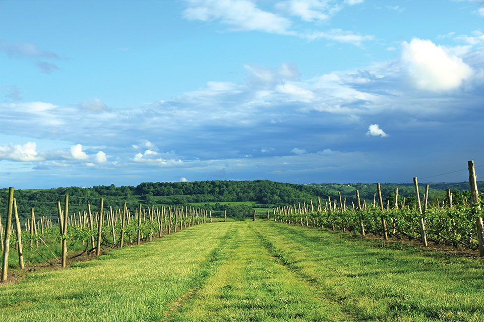 La Vigna Landscape La Vigna Landscape