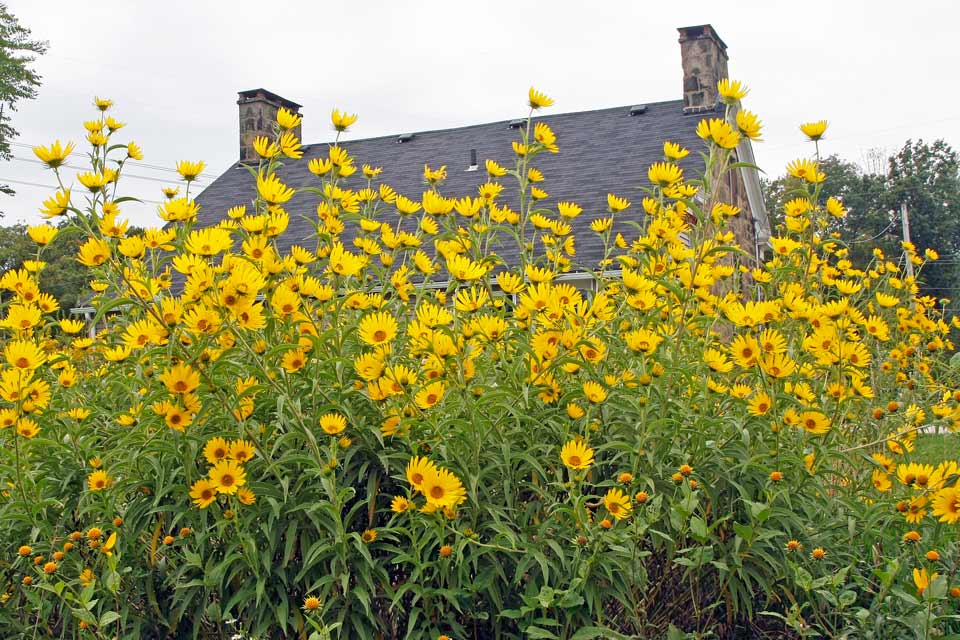 Yellow Wildflowers