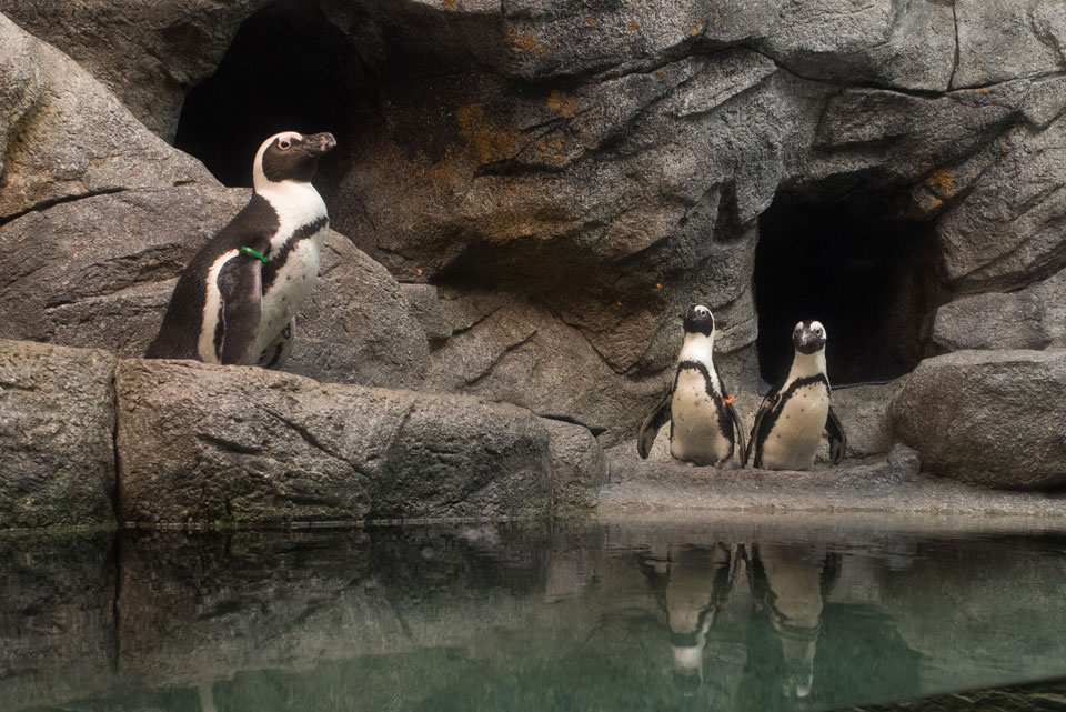 Zoo Penguin Shores Zoo Penguin Shores