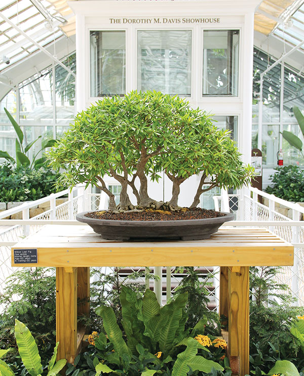 Franklin Park Bonsai Show Franklin Park Bonsai Show