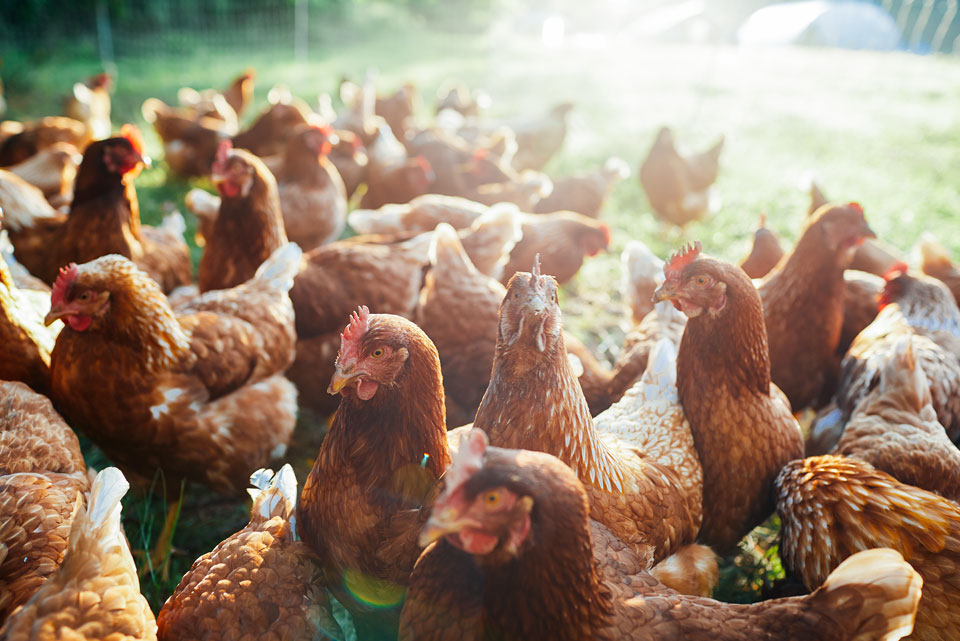 Chickens at Spice Acres Farm Chickens at Spice Acres Farm