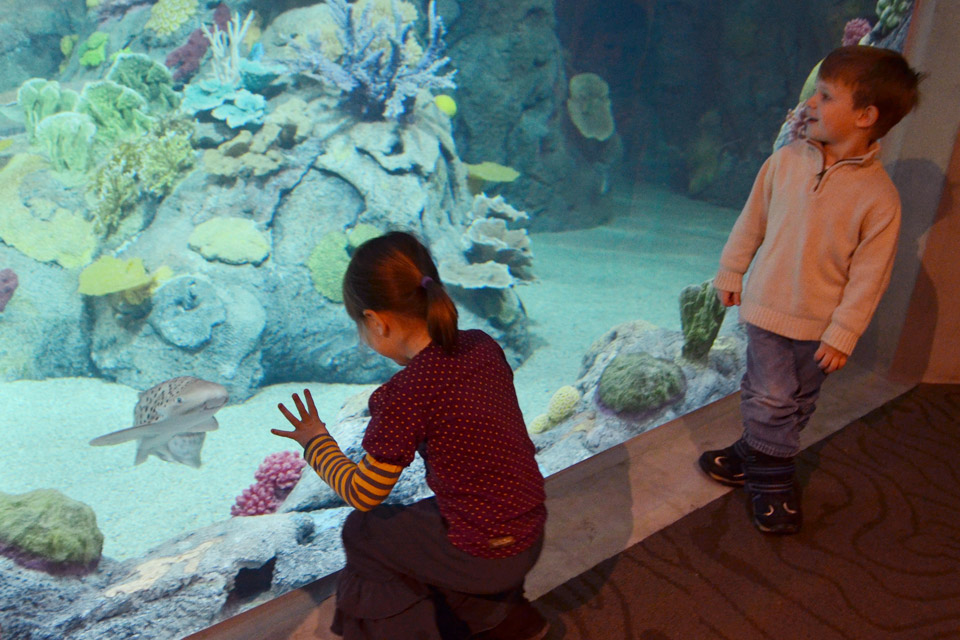 What to See at the Toledo Zoo Aquarium