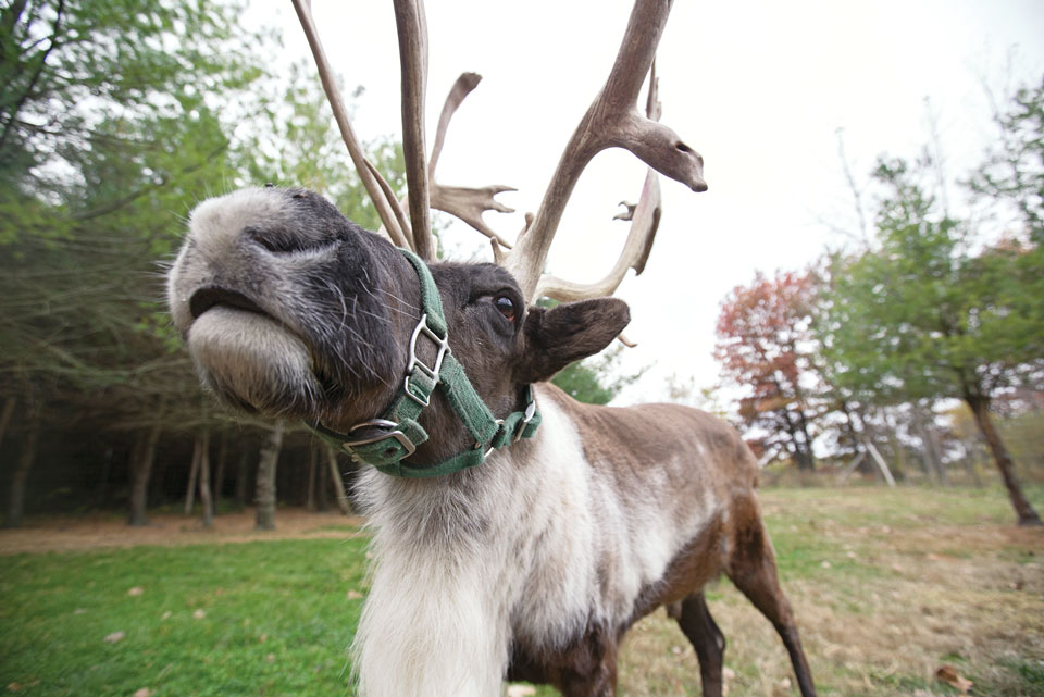 Reindeer