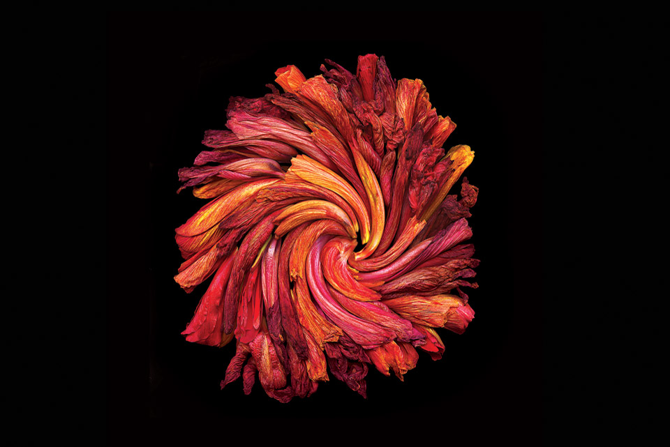 flower flower
