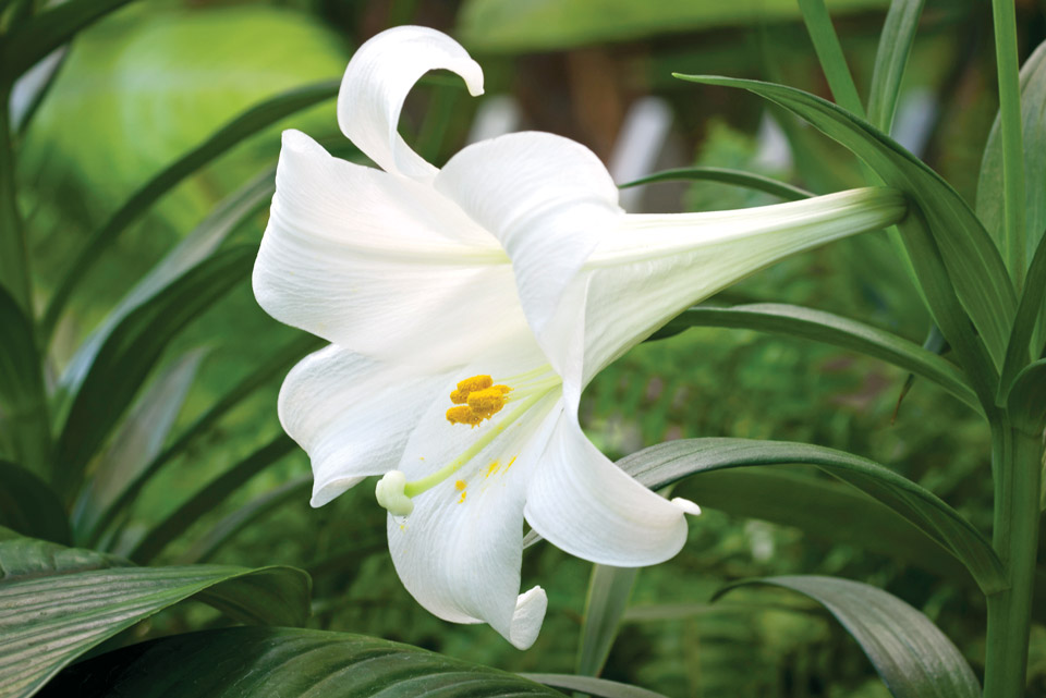 easter-lily easter-lily