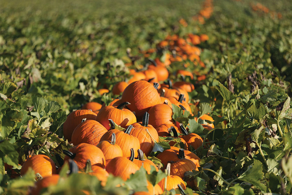 PumpkinRow PumpkinRow