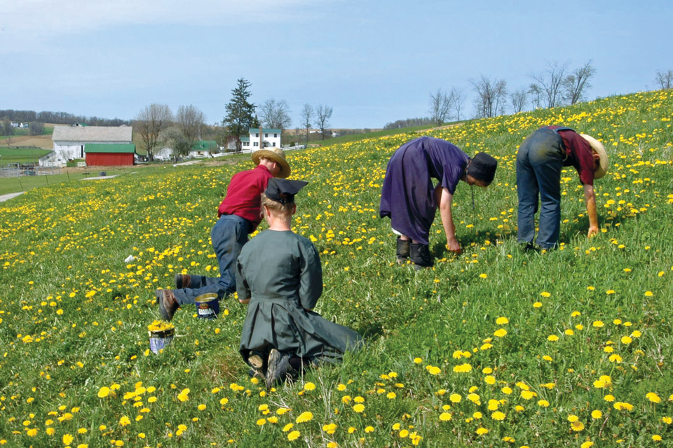 23rd Annual Dandelion Festival