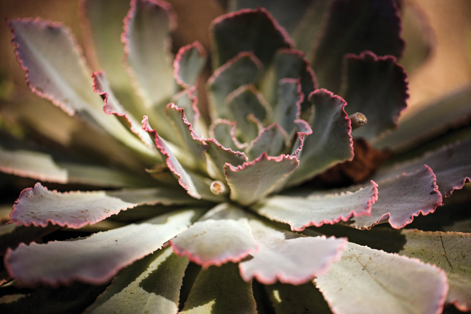 Detail of succulent in Beth Karp's garden