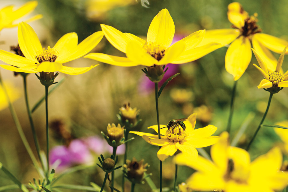 Detail of a flower in Beth Karp's garden