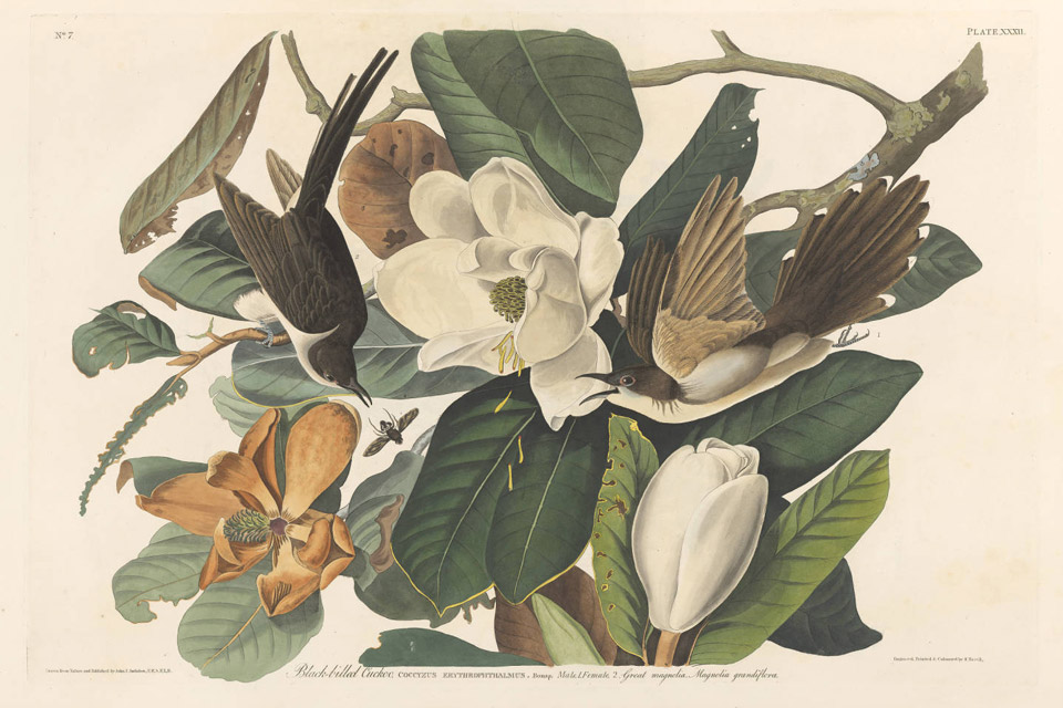 See John James Audubon’s ‘Birds of America’
