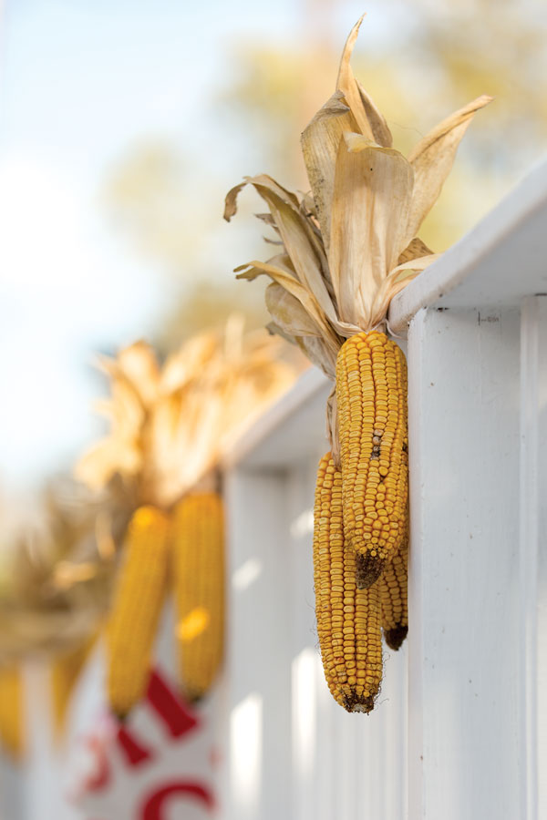 Rt 65_fall corn_600px