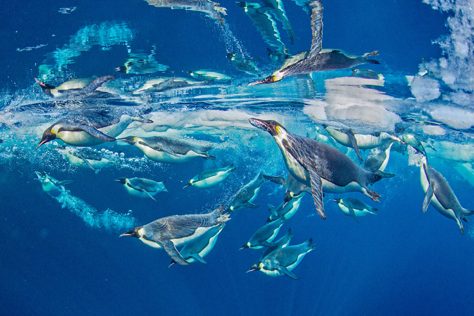 Digest-Main_Paul-Nicklen Penguins_Paul-Nicklen
