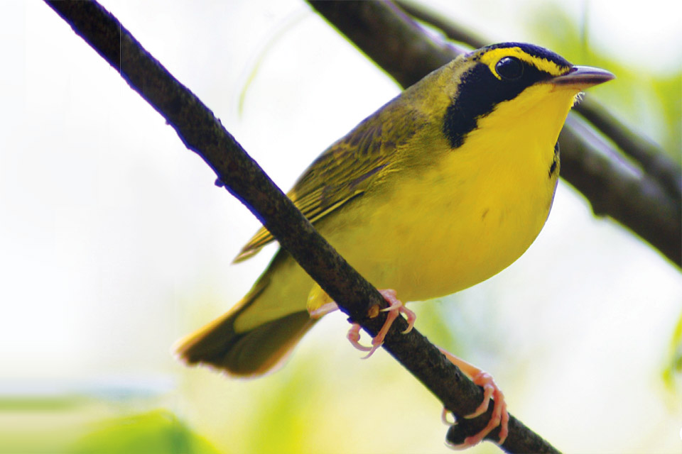 Ohio Road Trips: Bird-watching Trail