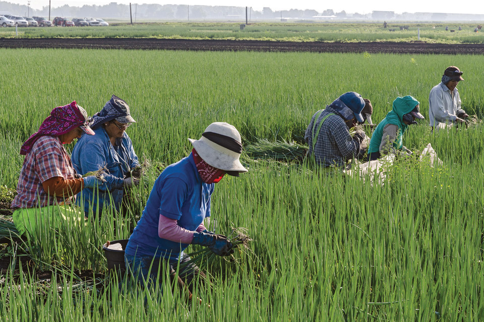 AE_Ohio-Photo_Northwest-Huron,-Picking-Spring-Onions Ohio-Photo_Huron-Picking-Spring-Onions
