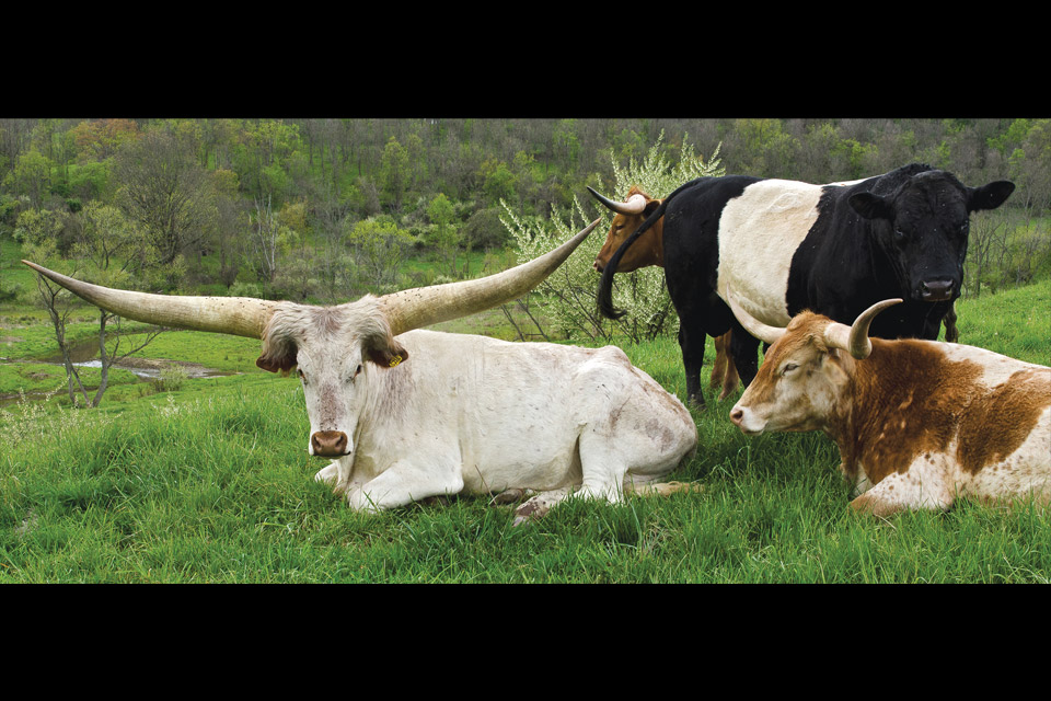 Dickinson Cattle Co. in Belmont County