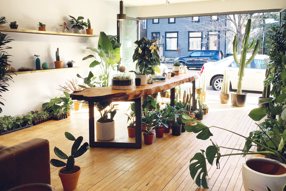Cbus-Stump Stump-plant-shop