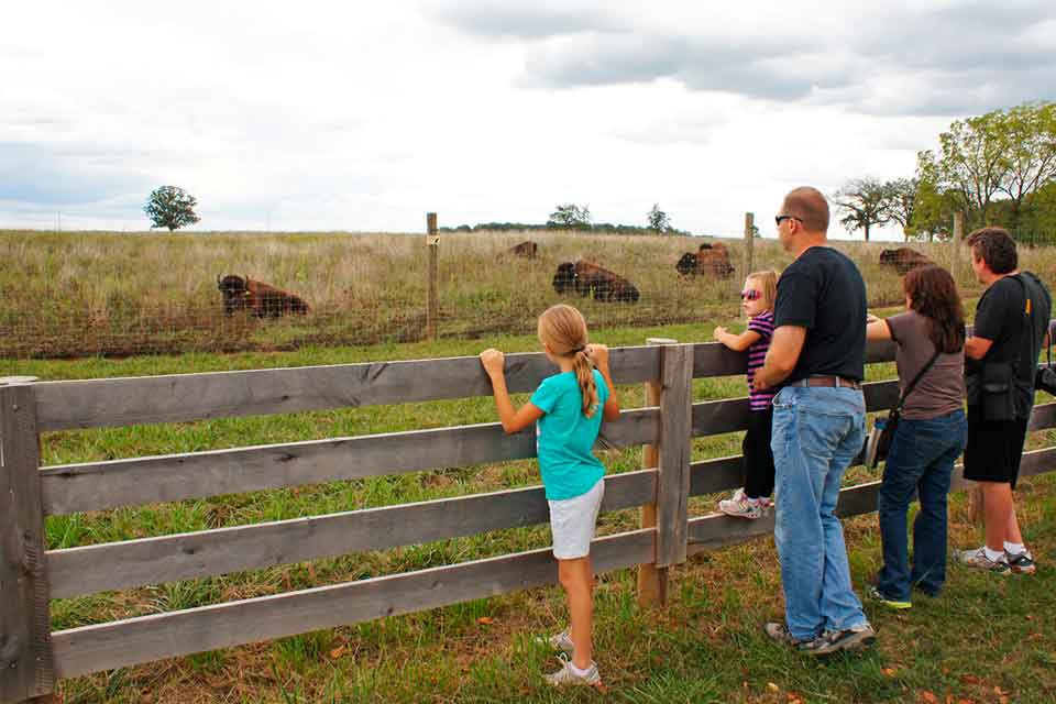 Bison Hike Bison Hike at Battele Darby Creek Metro Park