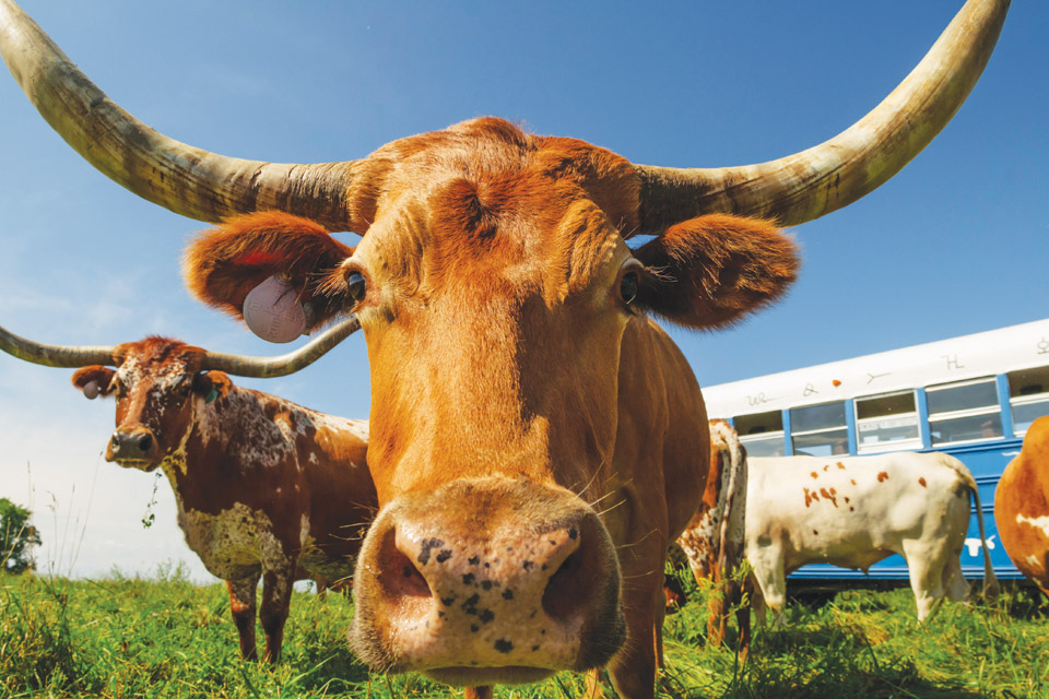 Roadside-Dickinson-Cattle-Company Roadside-Dickinson-Cattle-Company