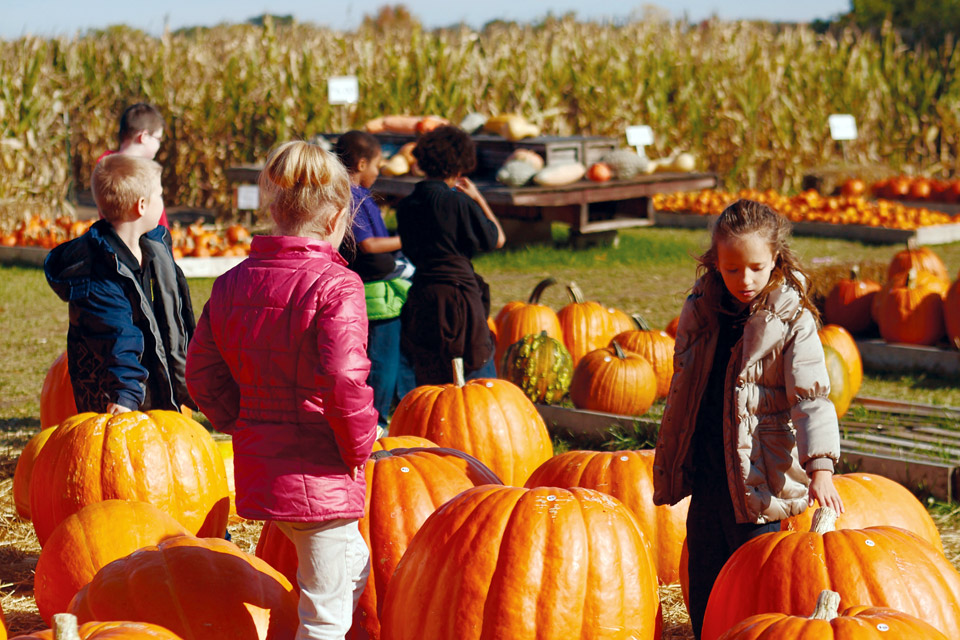 Fleitz Pumpkin Farm