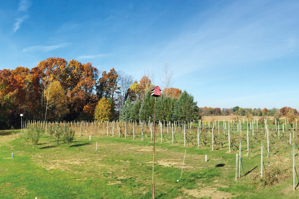 Sandhill Crane Vineyards in the Fall