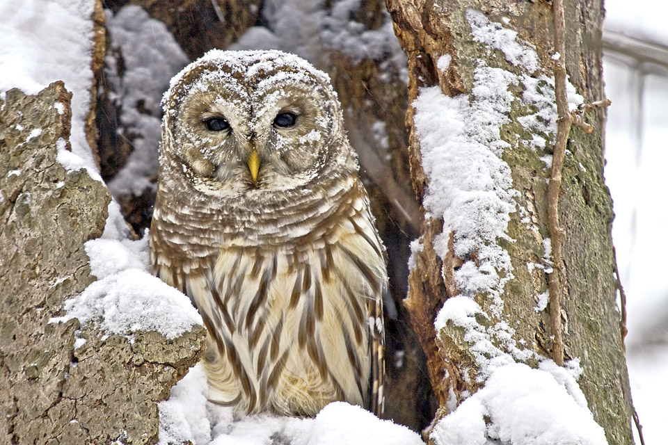 barred-owl-in-beech-tree-nest_Terry-Peck barred-owl-in-beech-tree-nest_Terry-Peck