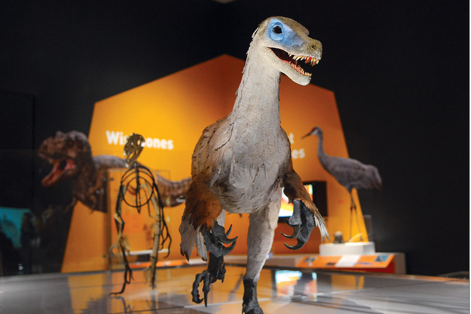 Velociraptor Velociraptor
