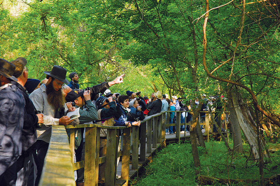 Magee Marsh (courtesy of Black Swamp Bird Observatory)