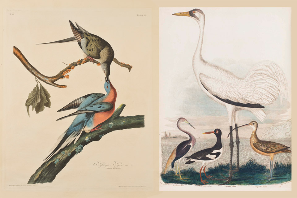 Alexander-Wilson_Plates-62-and-64 Alexander-Wilson_Plates-62-and-64