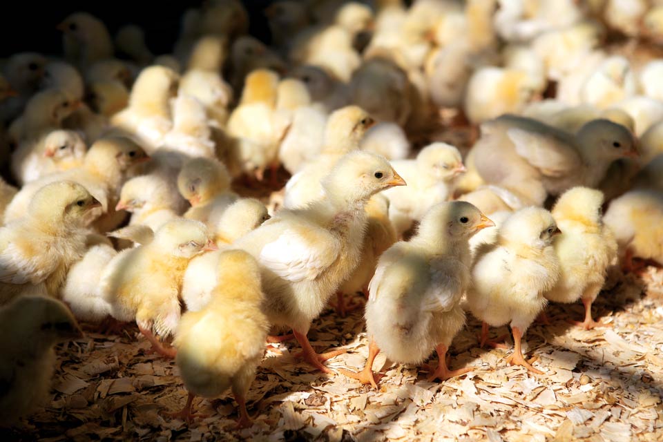 Chicks at Weber Ranch in Wayne