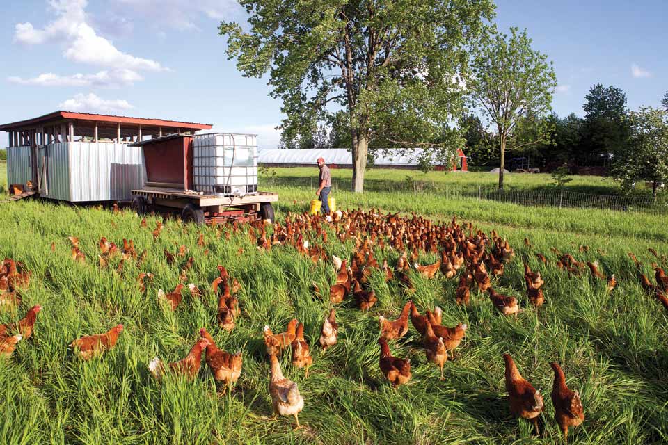feeding-the-chickens_Weber_Ranch feeding-the-chickens_Weber_Ranch
