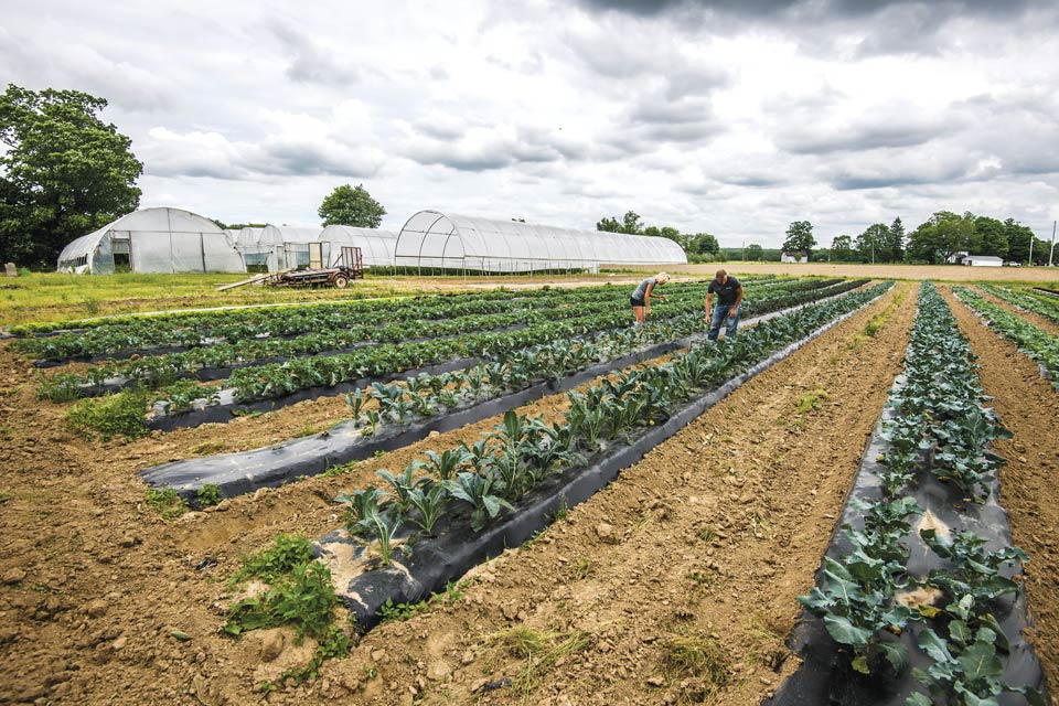 Produce in the fields at Red Basket Farm