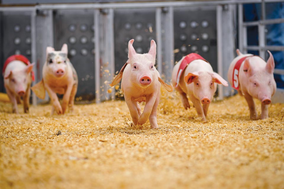 Pig races (courtesy of Ohio State Fair)