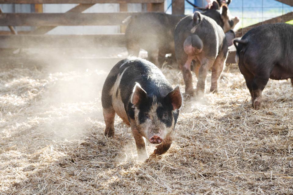 Pigs at Weber Ranch