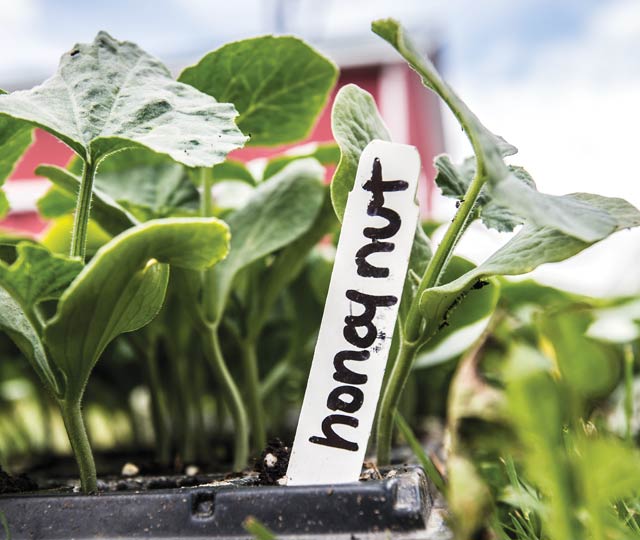 Seedlings at Red Basket Farm