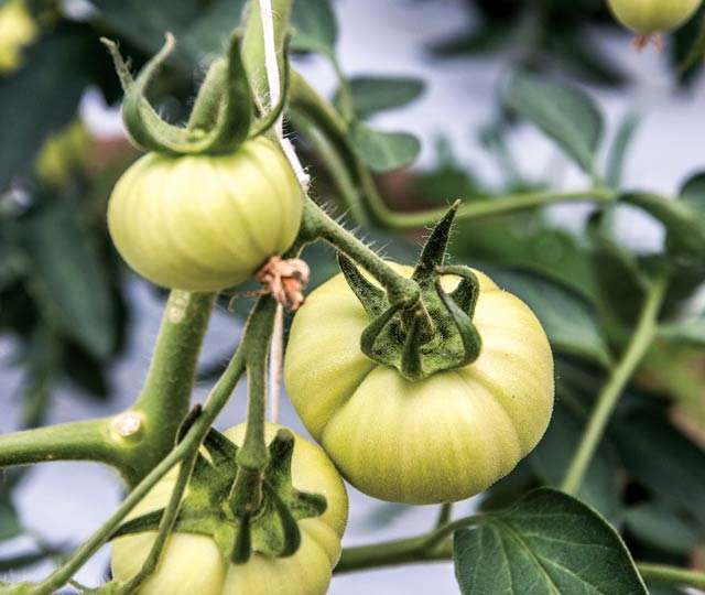 Tomatoes on the vine at Red Basket Farm