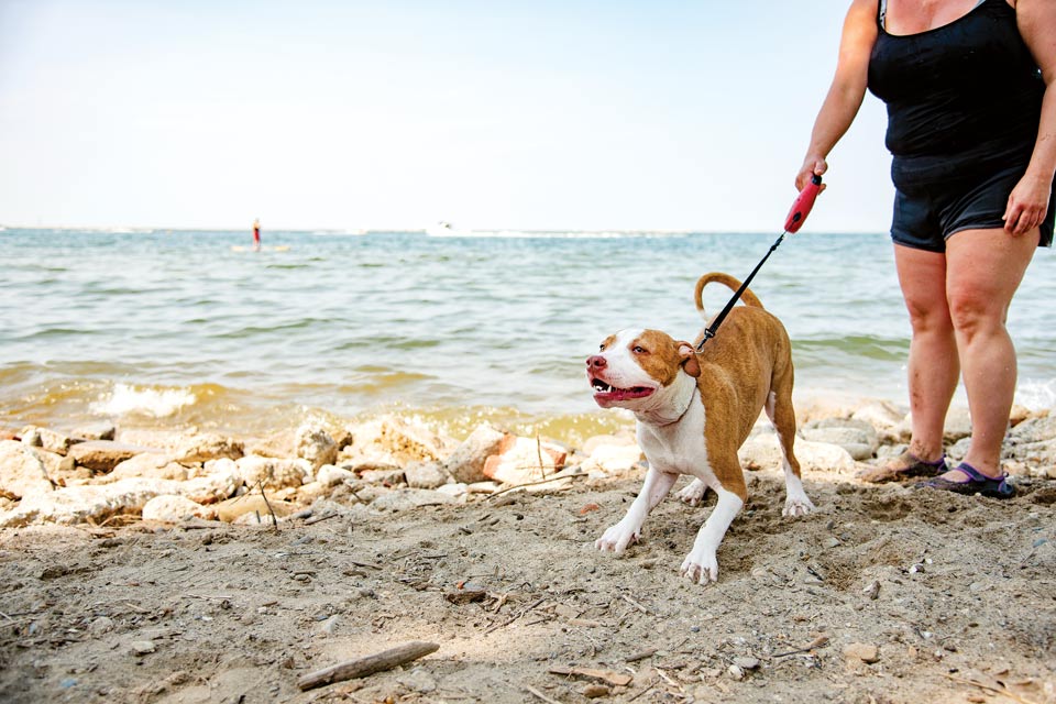 are dogs allowed at fairport harbor beach